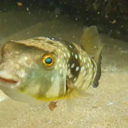 Milkspotted Puffer, photo 3