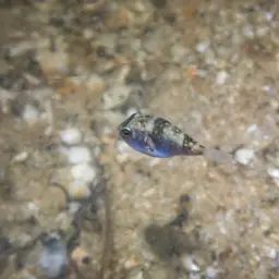 Milkspotted Puffer, photo 4