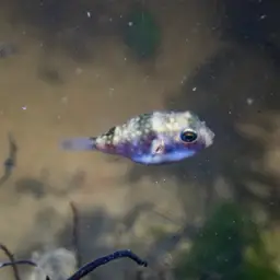 Milkspotted Puffer, photo 5