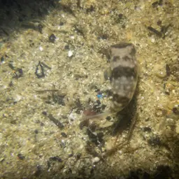 Milkspotted Puffer, photo 6