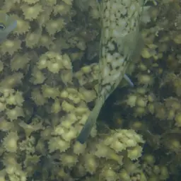 Milkspotted Puffer, photo 7