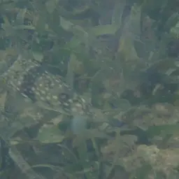 Milkspotted Puffer, photo 8