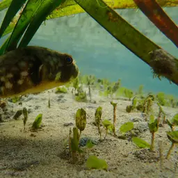 Milkspotted Puffer, photo 9