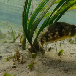 Milkspotted Puffer, photo 10