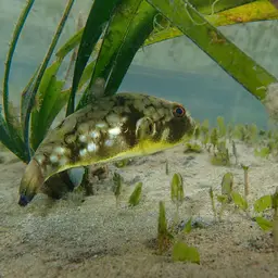 Milkspotted Puffer, photo 11
