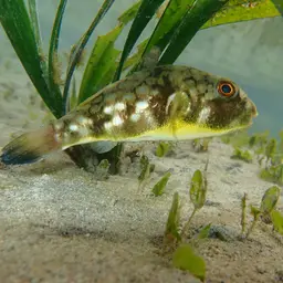Milkspotted Puffer, photo 12