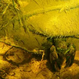 Yabby, photo 2