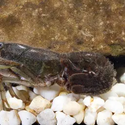 Yabby, photo 3