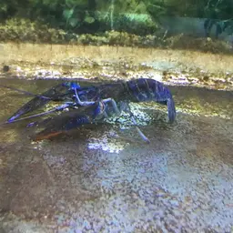 Redclaw Crayfish, photo 2