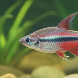 Cherry Red Congo Tetra