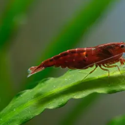 Cherry Shrimp, photo 6