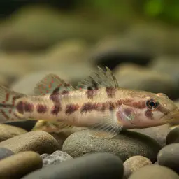 Chiangmai Stream Goby, photo 3