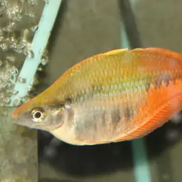 Bleher's Rainbowfish
