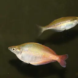 Bleher's Rainbowfish, photo 2
