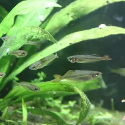 Bleher's Rainbowfish, photo 3
