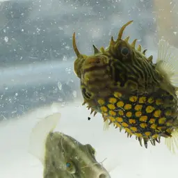 Striped Burrfish, photo 2