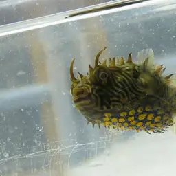 Striped Burrfish, photo 3