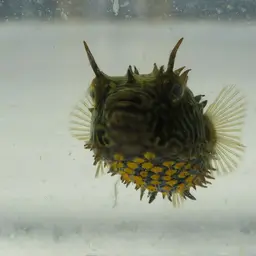 Striped Burrfish, photo 4