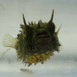 Striped Burrfish, photo 5