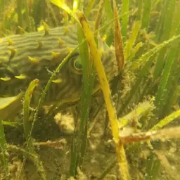 Striped Burrfish, photo 6