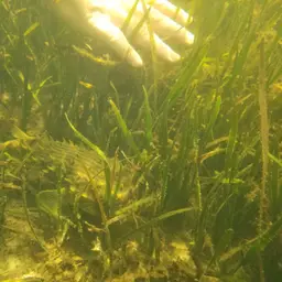 Striped Burrfish, photo 7