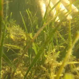 Striped Burrfish, photo 8