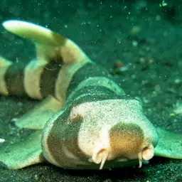 Grey Carpetshark