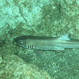 Grey Carpetshark, photo 2