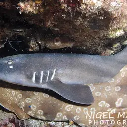 Grey Carpetshark, photo 3
