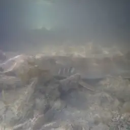 Grey Carpetshark, photo 4