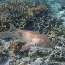 Grey Carpetshark, photo 5