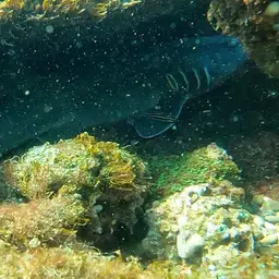 Grey Carpetshark, photo 6