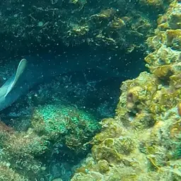 Grey Carpetshark, photo 7