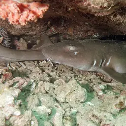 Grey Carpetshark, photo 8