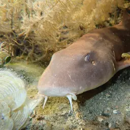 Grey Carpetshark, photo 9