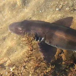 Grey Carpetshark, photo 10