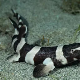Grey Carpetshark, photo 11