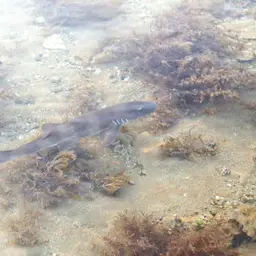 Grey Carpetshark, photo 12
