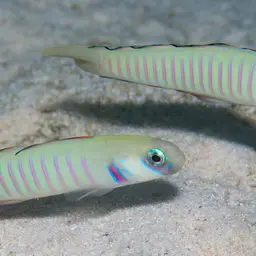 Zebra Dartfish, photo 1