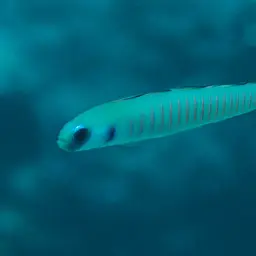 Zebra Dartfish, photo 2