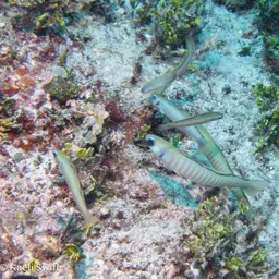 Zebra Dartfish, photo 3