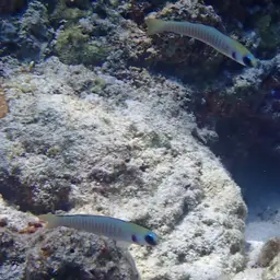 Zebra Dartfish, photo 4