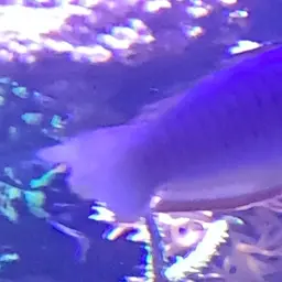 Zebra Dartfish, photo 5