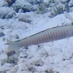 Zebra Dartfish, photo 6