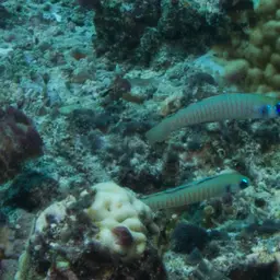 Zebra Dartfish, photo 7