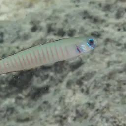 Zebra Dartfish, photo 8