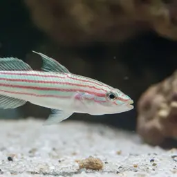 Zebra Dartfish, photo 9