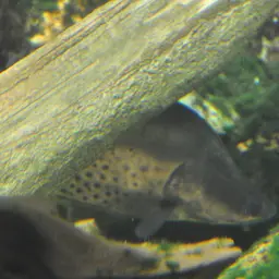 Royal Featherback, photo 4