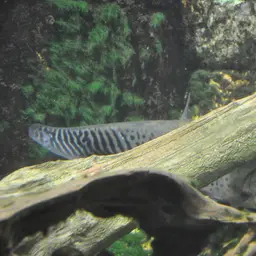 Royal Featherback, photo 5