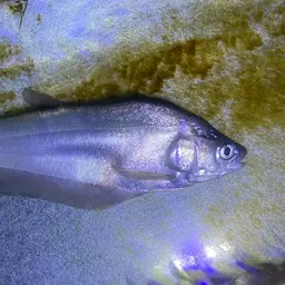 Sumatran Featherback